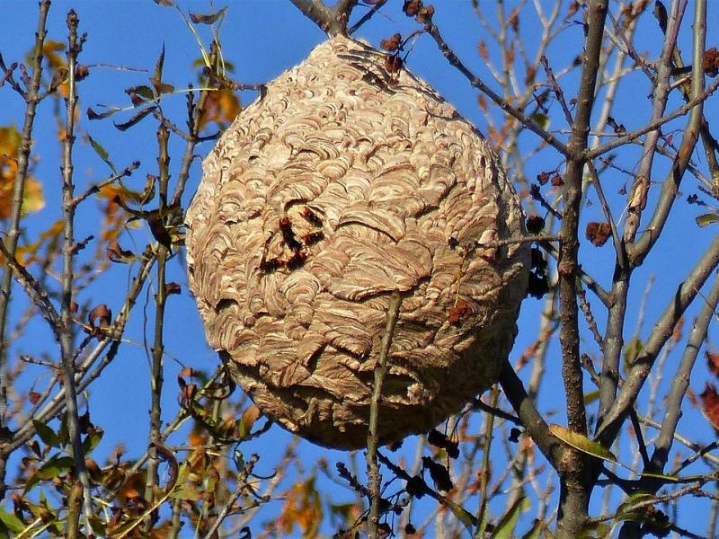 Destruction de nid de frelons asiatiques