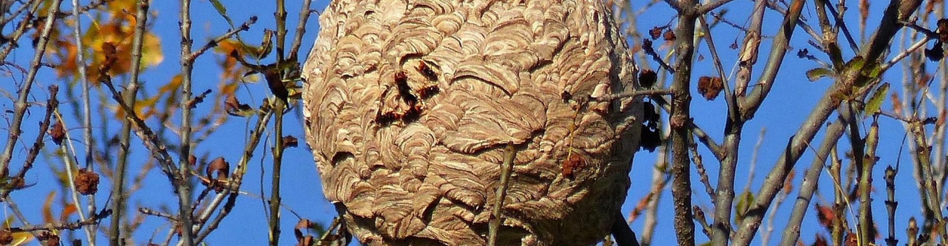 Destruction de nid de frelons asiatiques